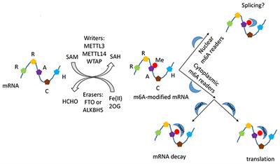 Regulatory Role of RNA N6-Methyladenosine Modification in Bone Biology and Osteoporosis